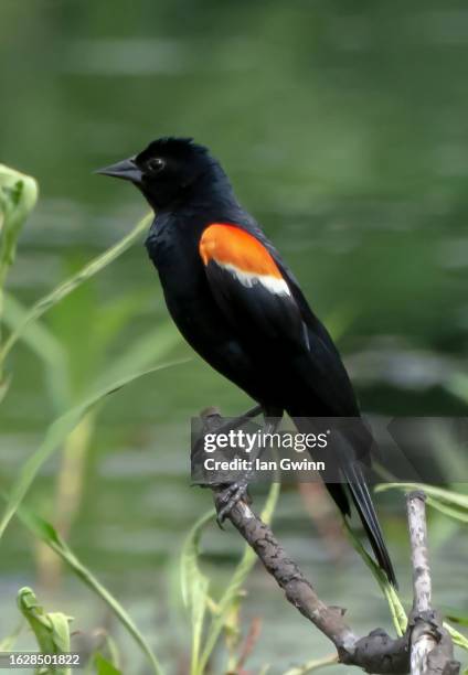 red-winged blackbird - ian gwinn fotografías e imágenes de stock