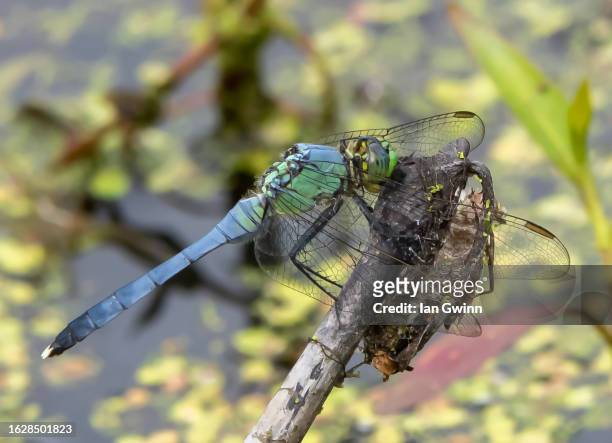 eastern pondhawk dragonfly_1 - ian gwinn 個照片及圖片檔