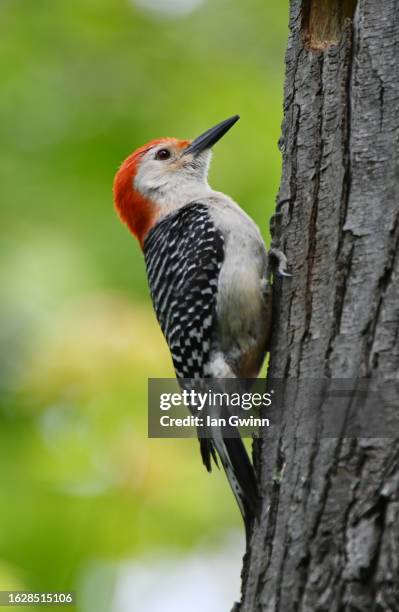 red-bellied woodpecker - ian gwinn fotografías e imágenes de stock