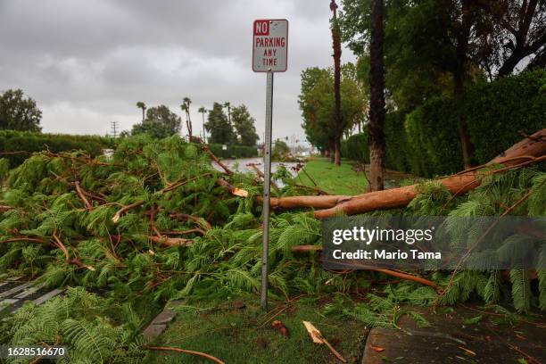 Broken tree limb partially blocks a road as Tropical Storm Hilary moves through the area on August 20, 2023 in Cathedral City, California. Southern...