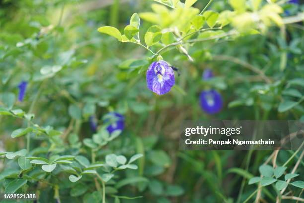 blue butterfly pea violet color flower clitoria ternatea l. in soft focus on green blur nature background flowering vine blooming in garden, which grows in tropics of asia, clitoria ternatea single blue - clitoria - fotografias e filmes do acervo