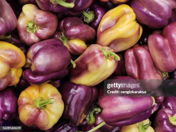 viola peperoni - violetta bell foto e immagini stock