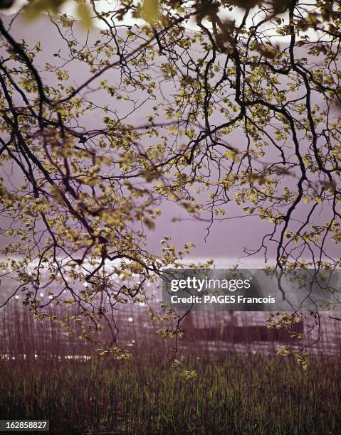 Savoy. En Savoie, sur le lac du Bourget, photographié à travers les herbes hautes et les branches d'arbres de la rive, la silhouette d'un pêcheur en...