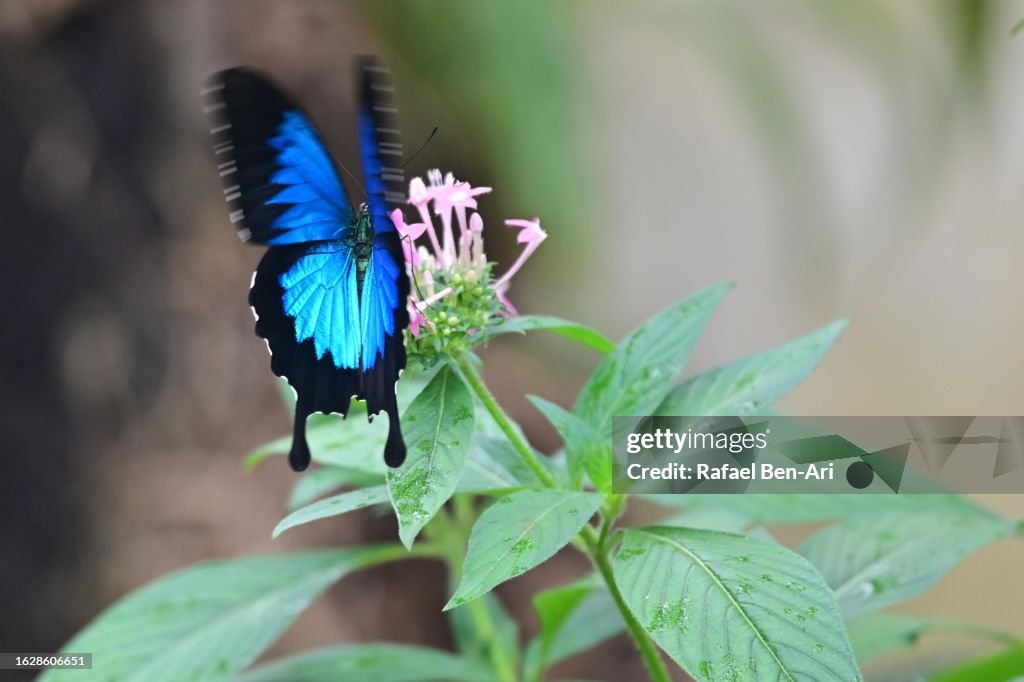 Ulysses Blue Butterfly Tropical Queensland Australia.