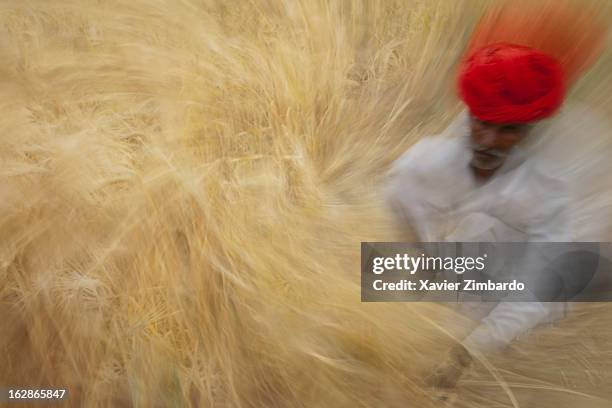 Farmer harvests his crops from a wheat field, March 27 Rajasthan, India.