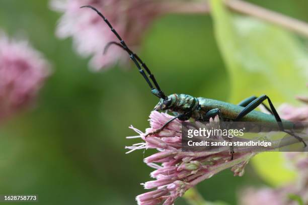 a large musk beetle, aromia moschata, displaying on hemp agrimony plant, eupatorium cannabinum, in woodland. - longicorne photos et images de collection
