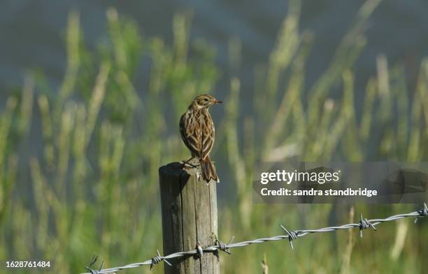 a pretty meadow pipit (anthus pratensis) perching on a post. - stakes day stock pictures, royalty-free photos & images