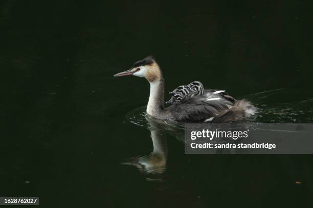 a great crested grebe, podiceps cristatus, is swimming on a river with her three babies being carried on her back. - animal back stock pictures, royalty-free photos & images