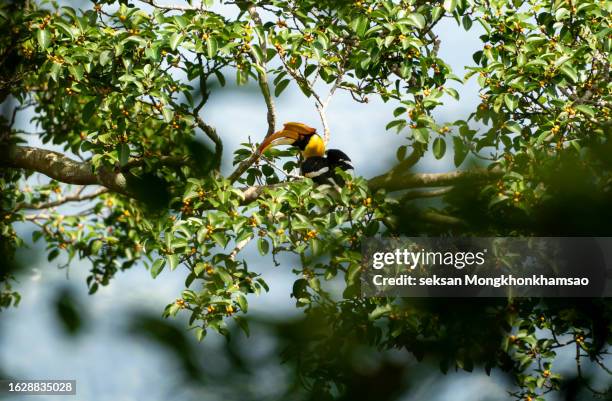 great hornbill enjoy eating banyan tree fruit in the forest - banyan tree stockfoto's en -beelden