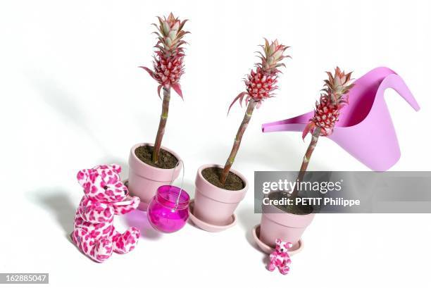 Illustration 'La Vie En Rose'. Trémière : arrosoir Vallo chez Ikea - pot horticole en terre cuite et soucoupe Truffaut - photophore en verre Graine...