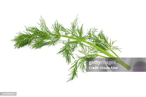 dill - aneth stock pictures, royalty-free photos & images