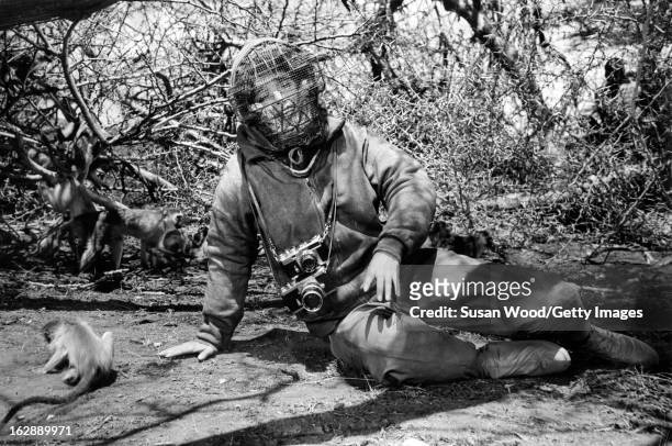 View of Italian actress Elsa Martinelli, dressed in a padded suit and protective facemask, sits on the ground with several monkeys during the filming...