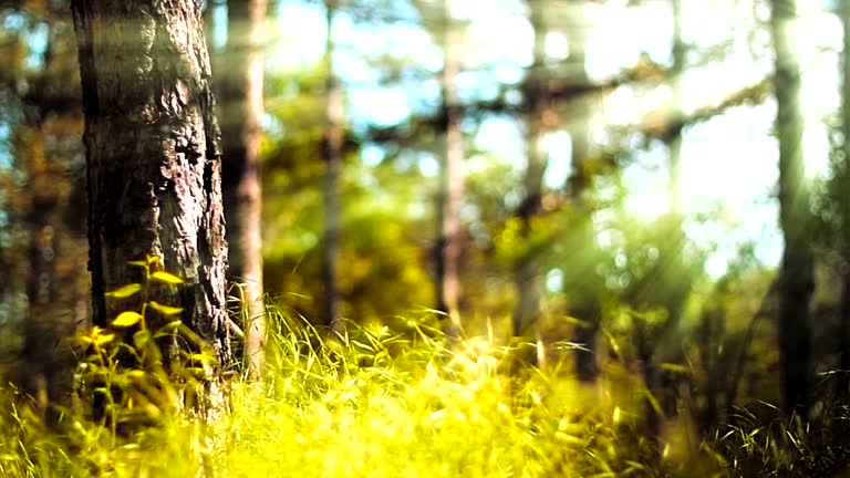 333,509 Nature Background Videos and HD Footage - Getty Images 333,509 Nature Background Videos and HD Footage - Getty Images
