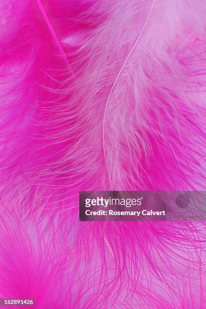 delicate and soft feathers in shades of pink. - feather boa stock pictures, royalty-free photos & images