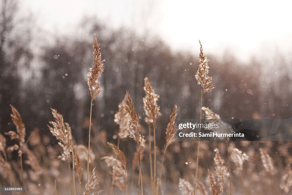 Reeds and falling snow
