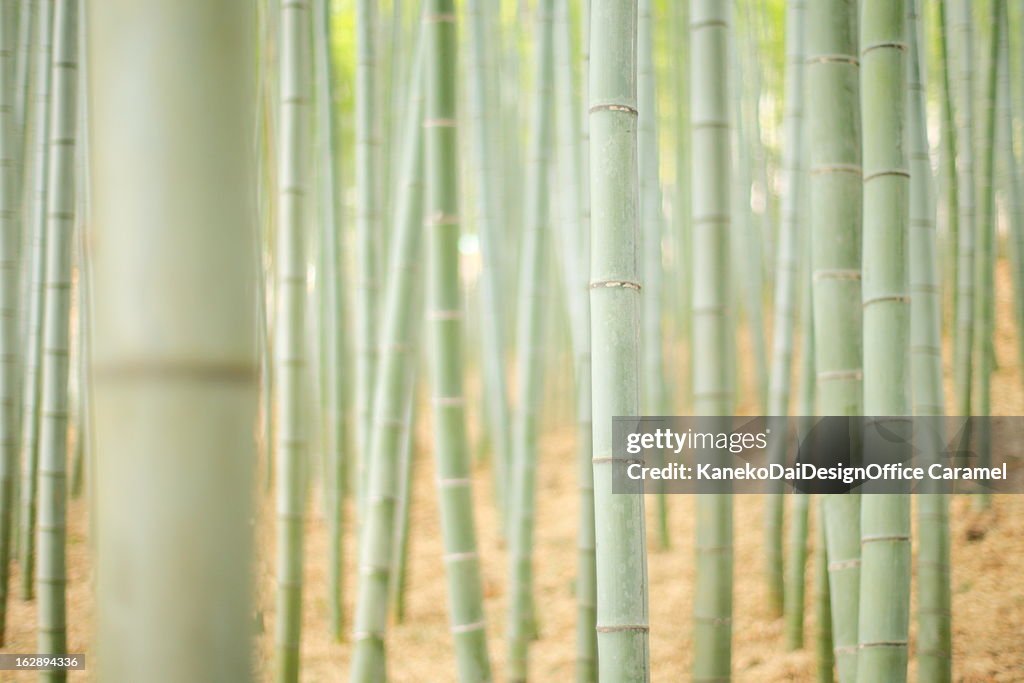 Bamboo forest