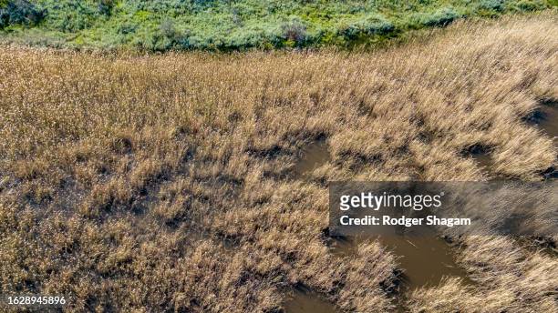 wetland from the air. - zone humide photos et images de collection