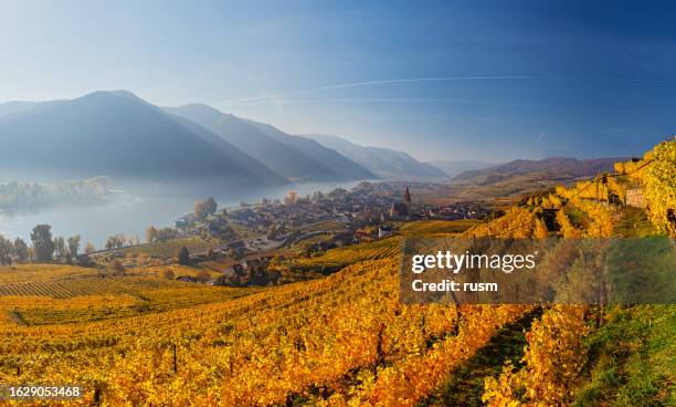 weisenkirchen in der wachau vineyards at autumn morning with fog over danube river. wachau valley, austria - vineyard grapes landscapes stock pictures, royalty-free photos & images