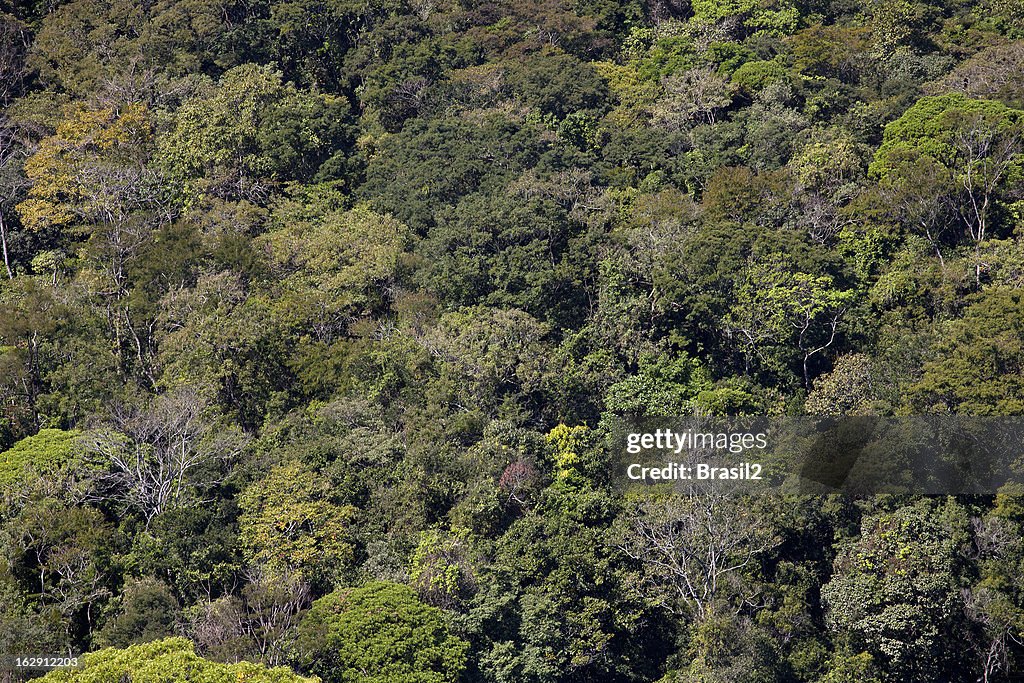 Amazon aerial view