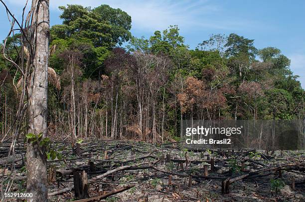amazon destruction - rainforest destruction stock pictures, royalty-free photos & images