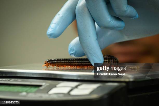 Red-legged millipede is weighed during the annual weigh-in photocall at ZSL Whipsnade Zoo on August 21, 2023 in Dunstable, England. The annual...