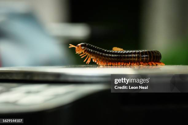 Red-legged millipede is weighed during the annual weigh-in photocall at ZSL Whipsnade Zoo on August 21, 2023 in Dunstable, England. The annual...