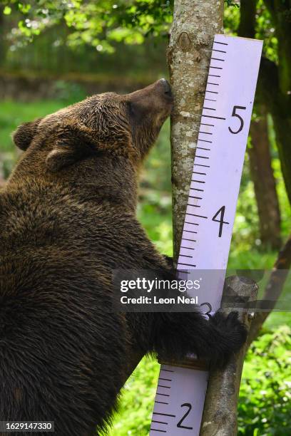 Mini the Eurasian brown bear licks honey from a measuring chart during the annual weigh-in photocall at ZSL Whipsnade Zoo on August 21, 2023 in...