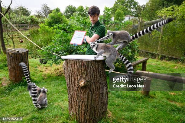 Ring-Tailed Lemur leaps onto another as apprentice zookeeper Mark Wallington operates a set of scales, during the annual weigh-in photocall at ZSL...