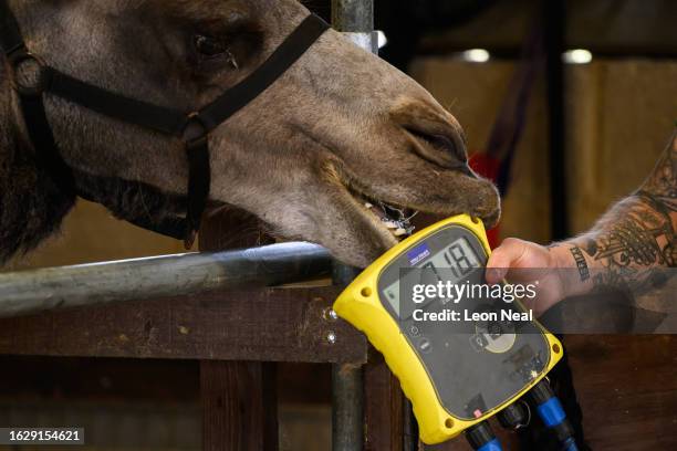 Oakley the Bactrian camel is weighed by zookeeper George Spooner, during the annual weigh-in photocall at ZSL Whipsnade Zoo on August 21, 2023 in...