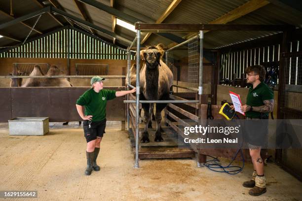 Oakley the Bactrian camel is weighed by zookeeper George Spooner , during the annual weigh-in photocall at ZSL Whipsnade Zoo on August 21, 2023 in...