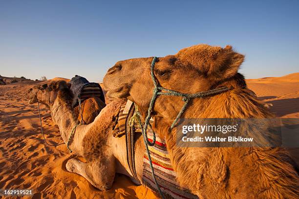 ksar ghilane, tunisia, village detail - ghilane stock pictures, royalty-free photos & images