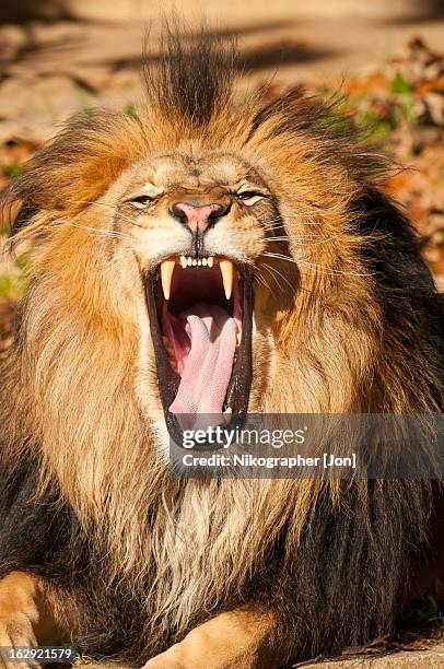 lion - roaring stock pictures, royalty-free photos & images