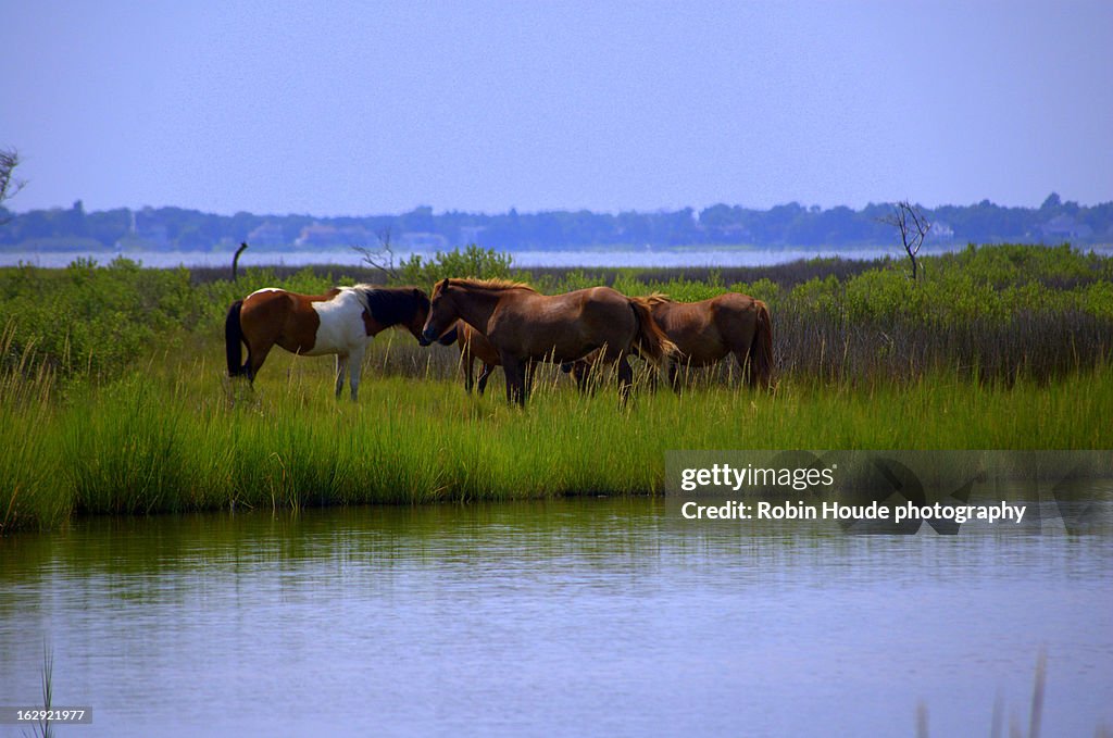 Wild Horses of Assateague Island