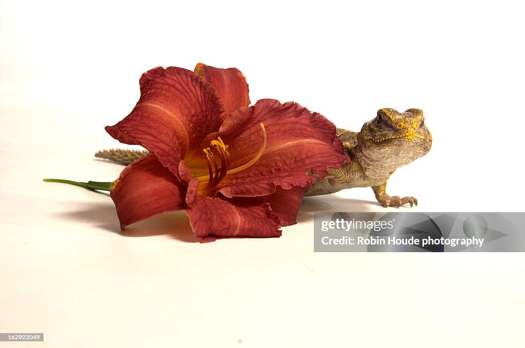 Uromastyx Lizard