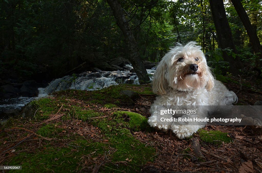 Dog in forest