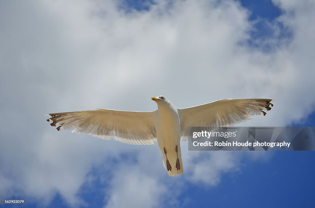 Bird in the sky