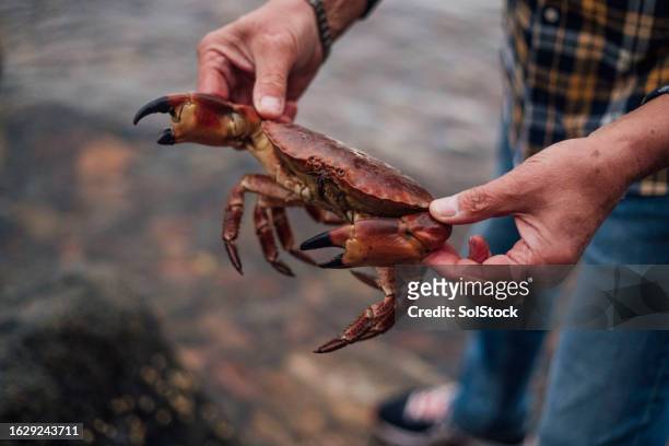 preparando-se para soltar o caranguejo - crab seafood - fotografias e filmes do acervo