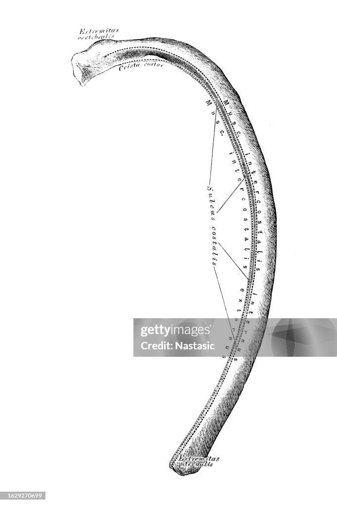 Human Rib With Scale Human Rib High-Res Vector Graphic - Getty Images
