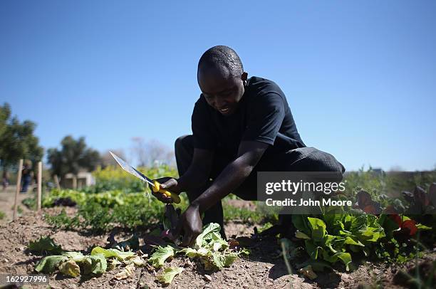 Fidel Konezuseuge, a refugee from the Democratic Republic of Congo, harvests lettuce as part of the New Roots urban farm program held by the...