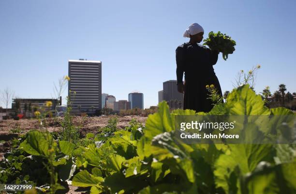 Refugee from the Democratic Republic of Congo harvests lettuce as part of the New Roots Program held by the International Rescue Committee , on March...