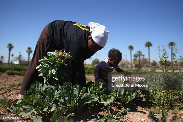 Refugee from the Democratic Republic of Congo harvests collard greens as part of the New Roots Program held by the International Rescue Committee ,...