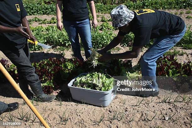 Koffi Ogou, a refugee from Togo, harvests lettuce as part of the New Roots urban farm program held by the International Rescue Committee , on March...