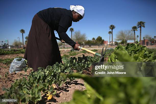 Refugee from the Democratic Republic of Congo harvests collard greens as part of the New Roots urban farm program held by the International Rescue...