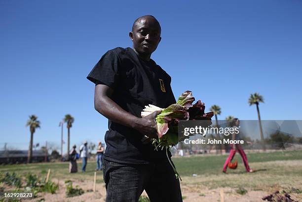Fidel Konezuseuge, a refugee from the Democratic Republic of Congo, harvests lettuce as part of the New Roots urban farm program held by the...