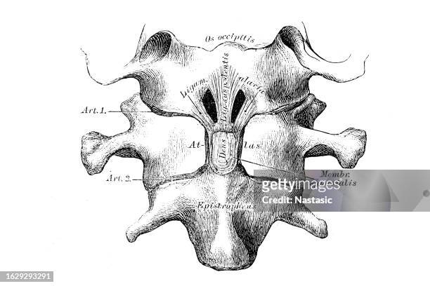 the ligamentum suspensorium dentis and the ligamenta alaria, after opening the anterior hemicycle of the atlas - spinal cord cross section stock illustrations