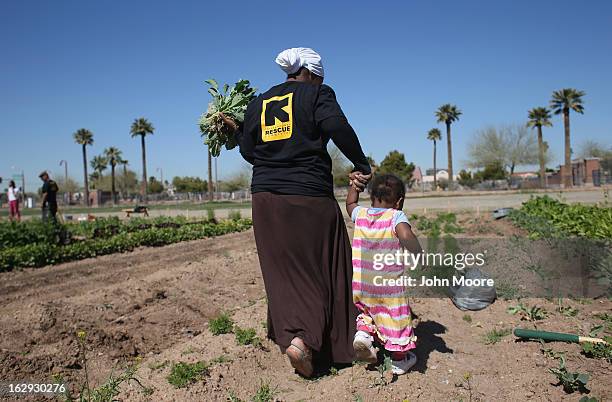 Refugee from the Democratic Republic of Congo harvests collard greens as part of the New Roots community garden program held by the International...