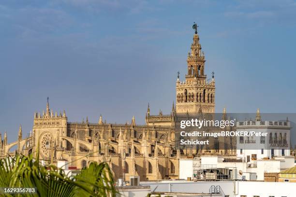 cathedral of santa maria de la sede in seville, andalusia, spain - provincia de sevilla stock pictures, royalty-free photos & images