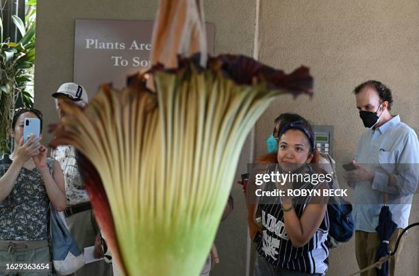 Visitor removes their face mask to smell the Corpse Flower during it's brief bloom, as it is displayed at the Botanical Gardens section of the...