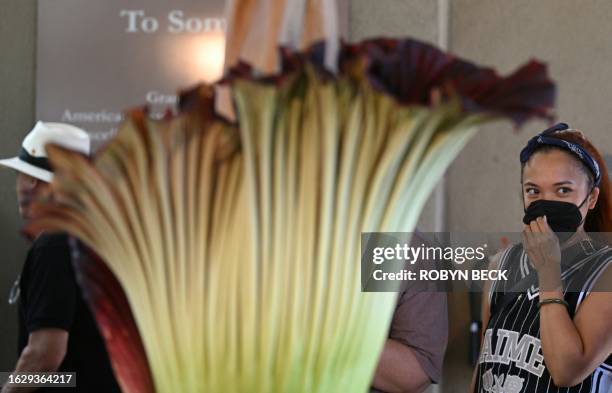 Visitor wears a face mask while viewing the Corpse Flower during it's brief bloom, as it is displayed at the Botanical Gardens section of the...