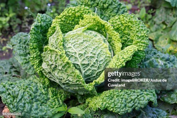 cabbage, vegetable cabbage (brassica oleracea var. sabauda) savoy cabbage in a vegetable patch, schleswig-holstein, germany - savoykål bildbanksfoton och bilder